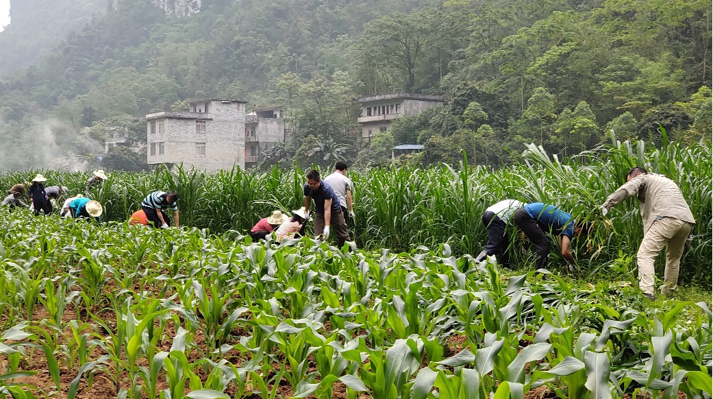 学员收割牧草